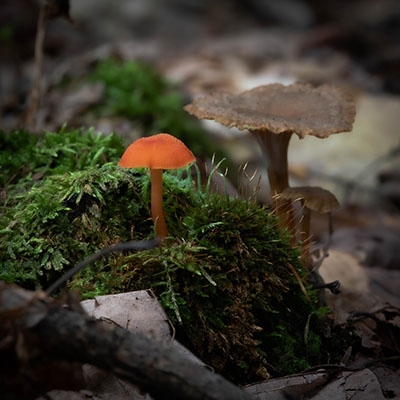 Waxcap Mushroom 2